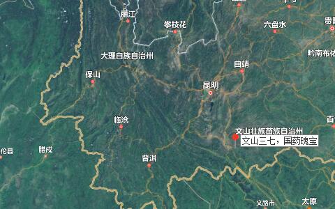 三七花泡水喝的功效