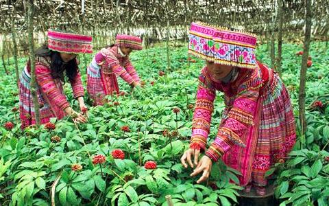 三七價格，三七粉價格